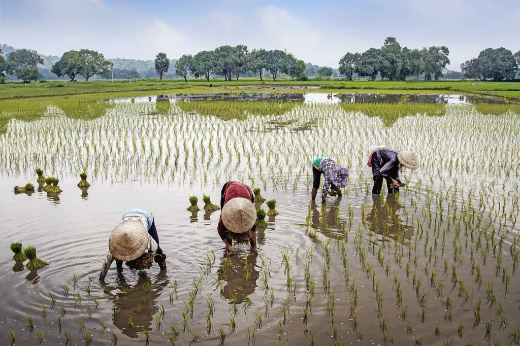 Agriculture Insurance for Farmers